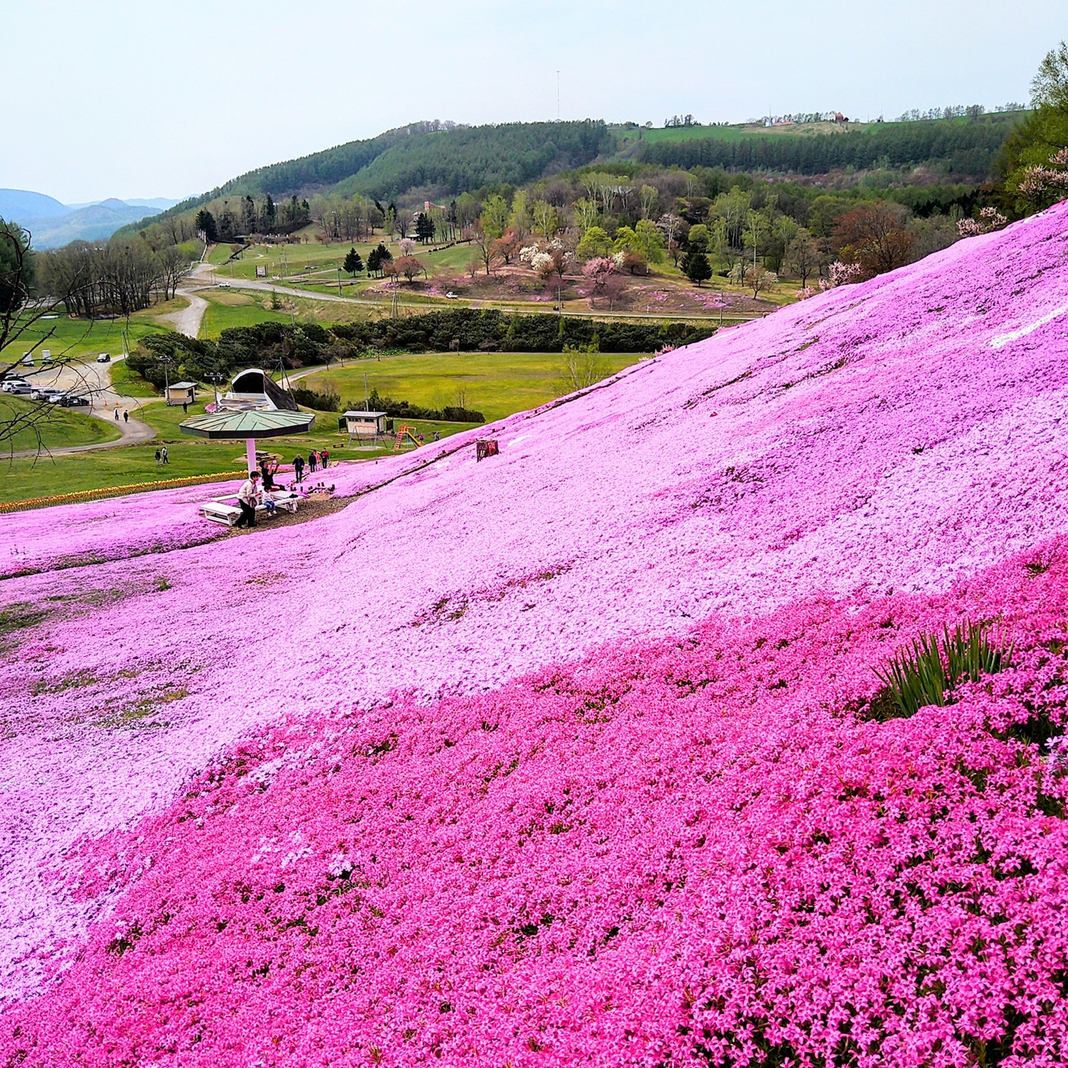 芝ざくら公園R7.5.13 1