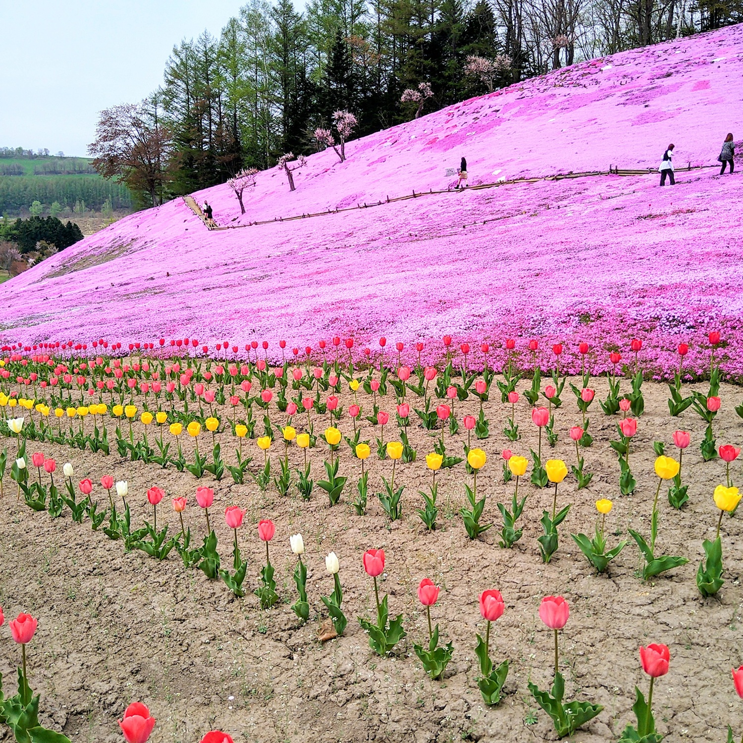 芝ざくら公園R7.5.13 2