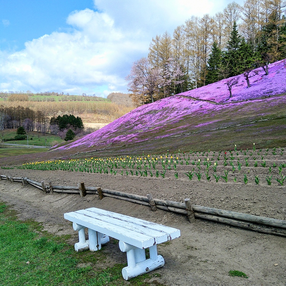 shibazakura20260429a