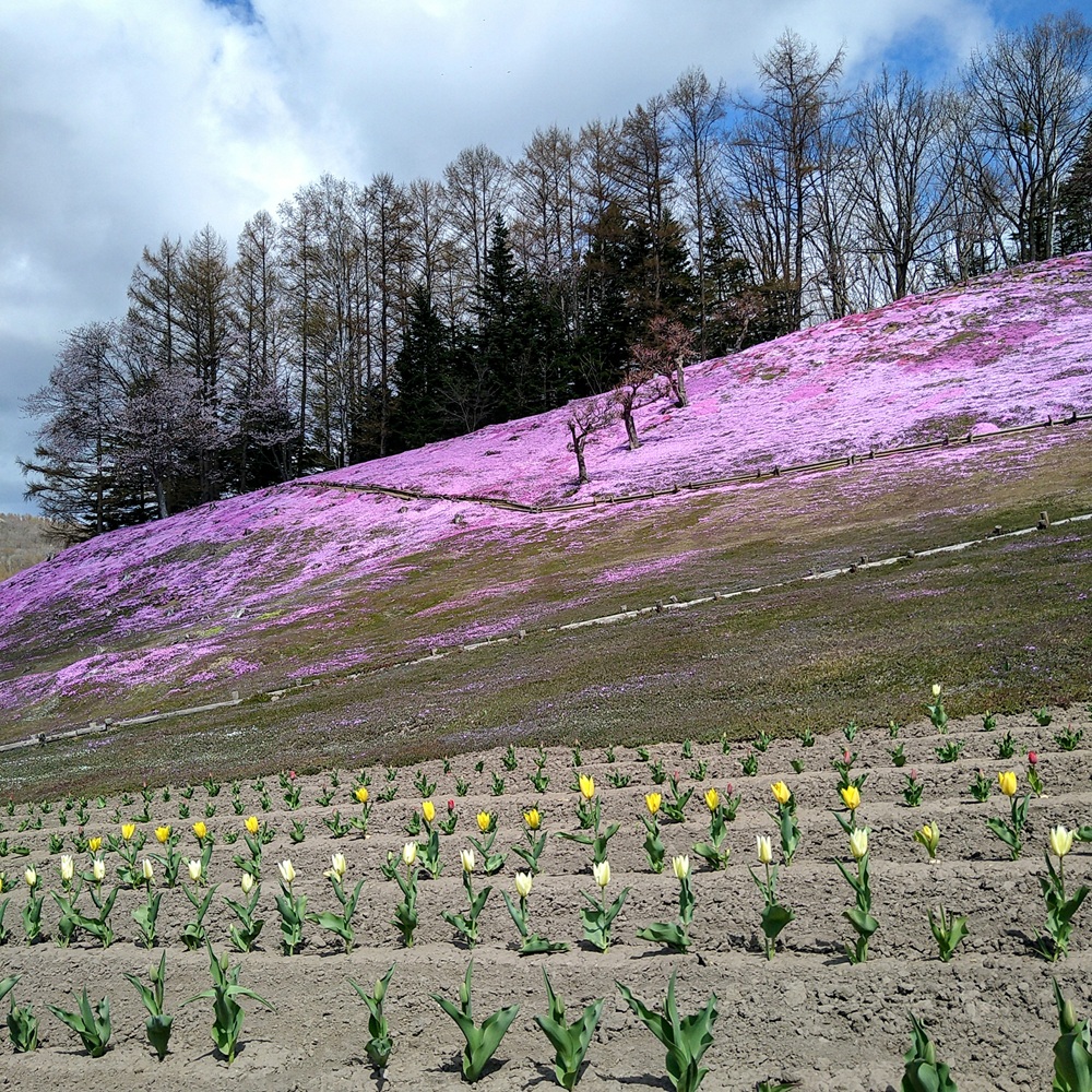 shibazakura20260429b