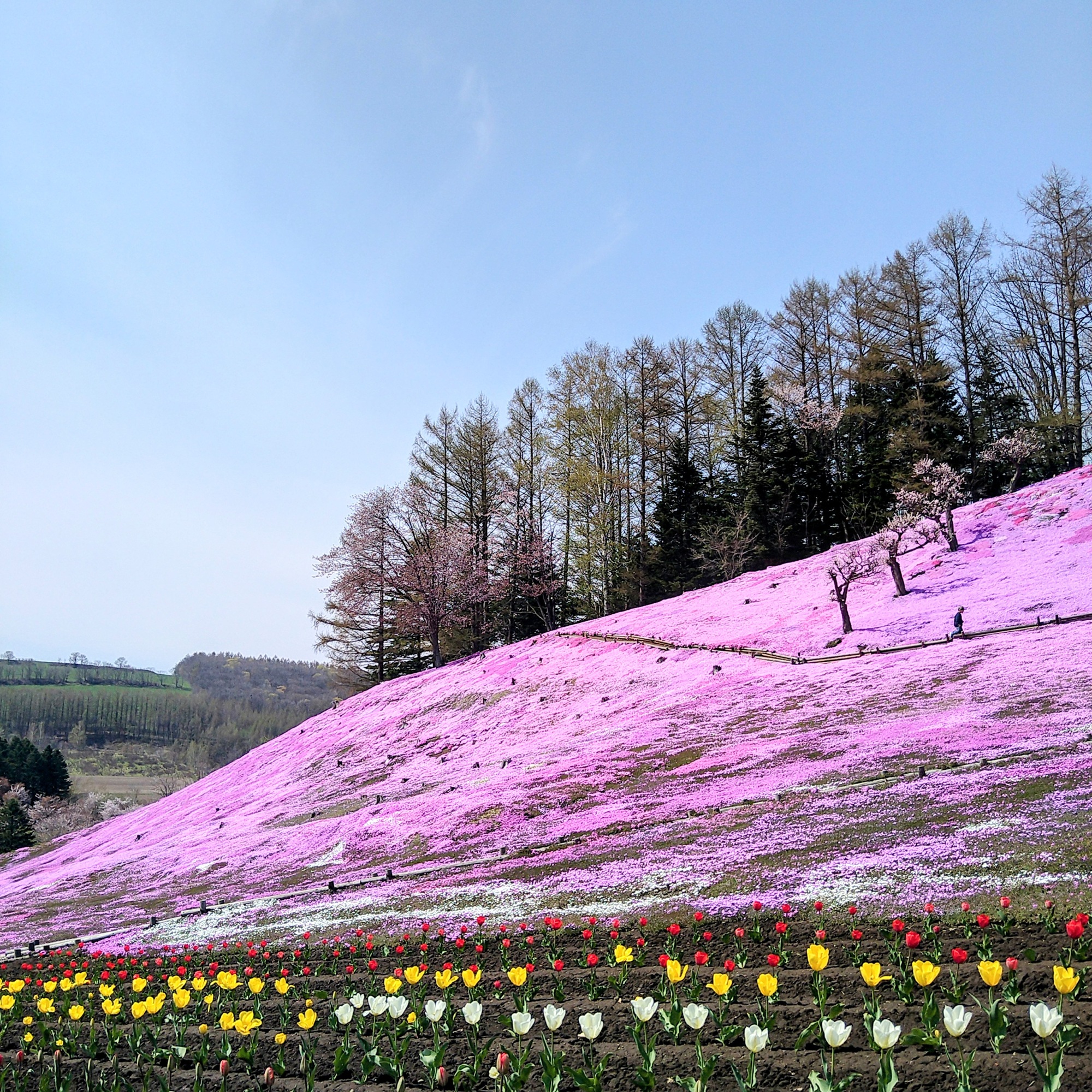 shibazakura20260505a