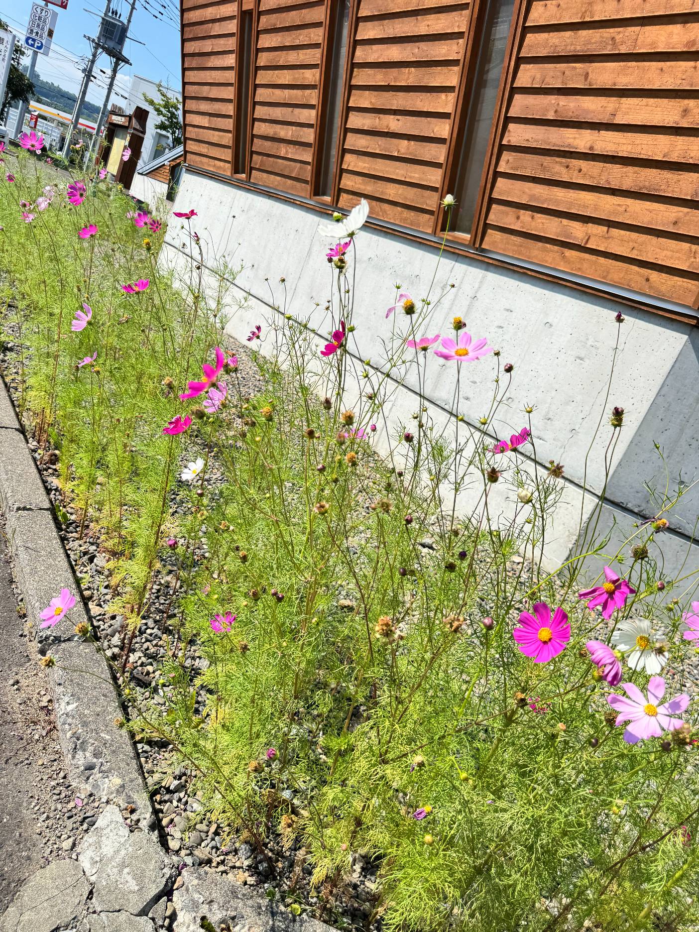 木楽館横のコスモス