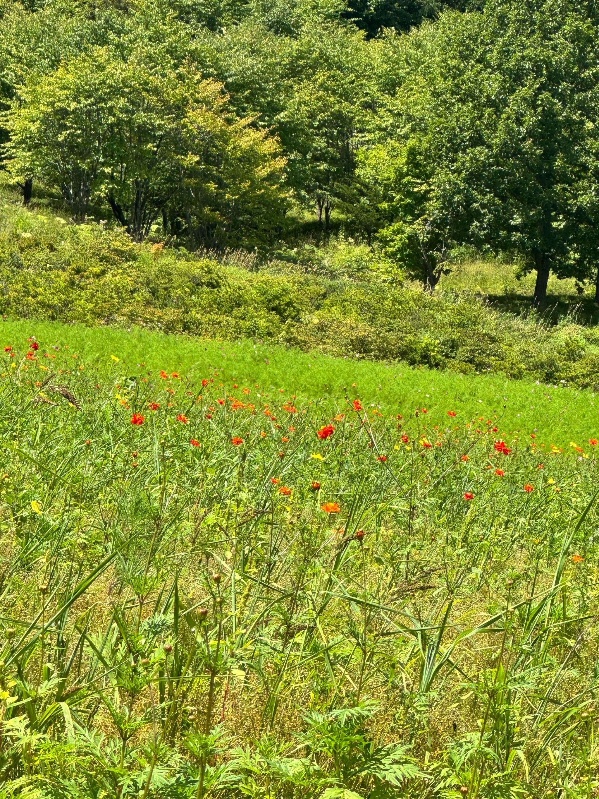 8/13キバナ
